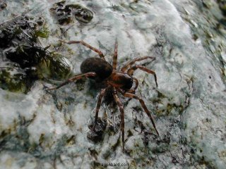 The Unknown Spider