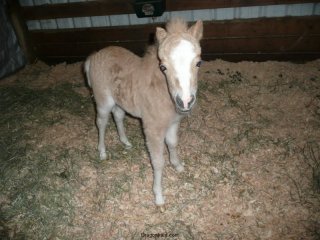 New baby horse.