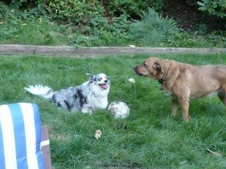 Maisy and Lucy play soccer.