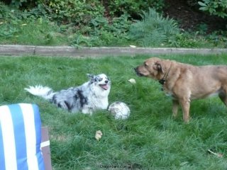 Maisy and Lucy play soccer.