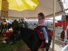 Ride a little pony.
