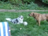Maisy and Lucy play soccer.